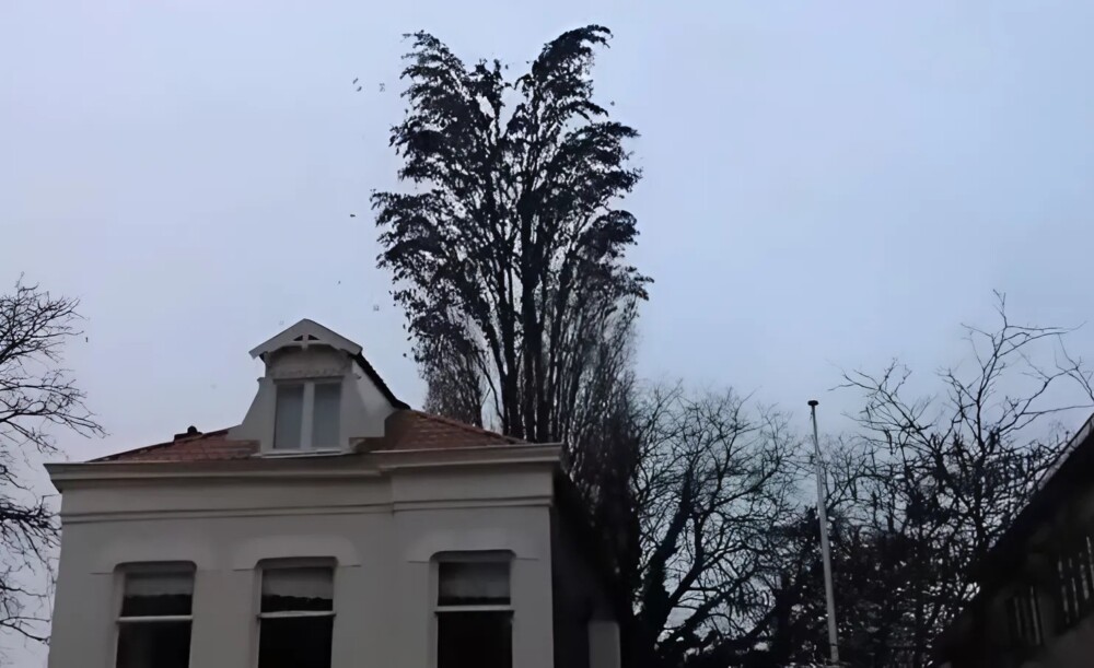 Un momento mágico capturado por una mirada curiosa