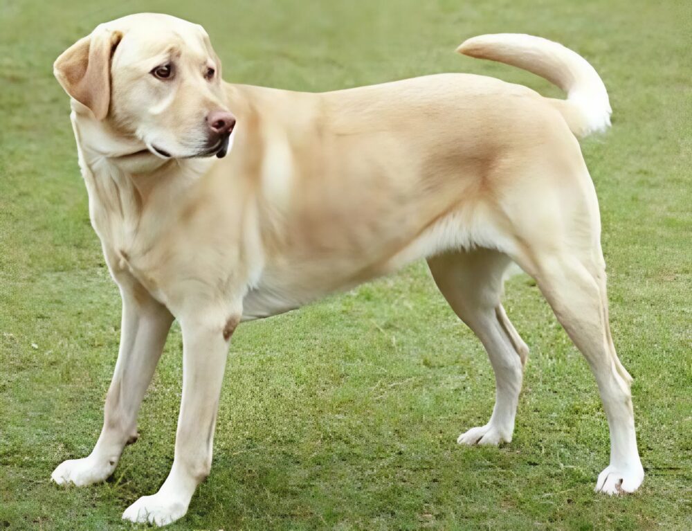 Un perro misterioso venía todos los días a nuestro jardín, y lo que mi hijo descubrió fue impactante