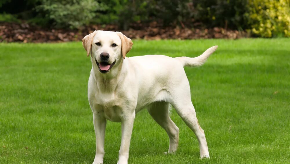 Un perro misterioso venía todos los días a nuestro jardín, y lo que mi hijo descubrió fue impactante