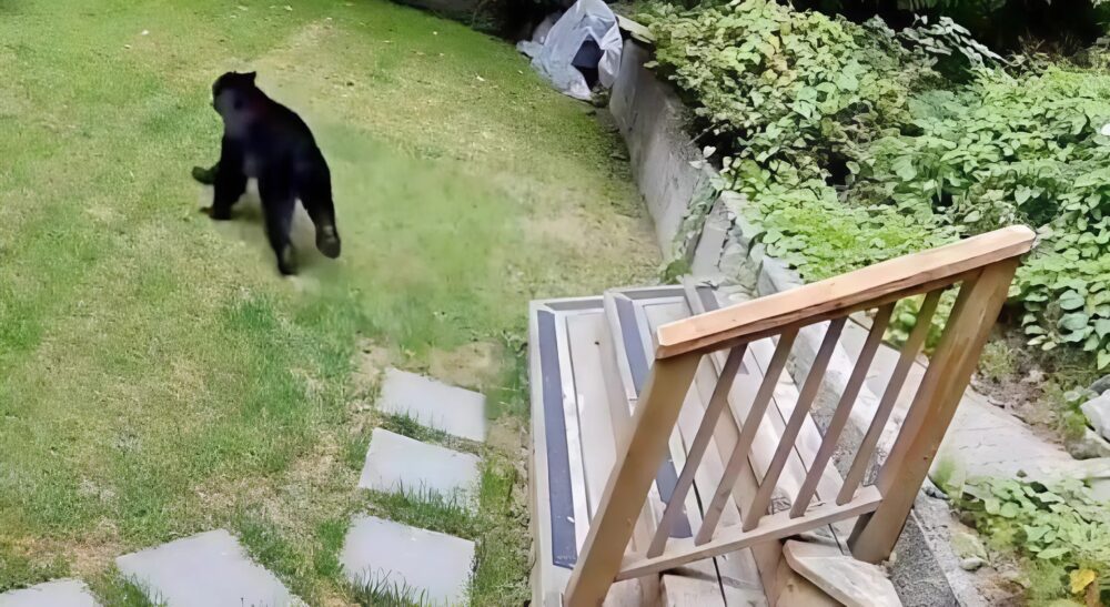 Un oso entró en mi casa y lo que sucedió después fue inimaginable